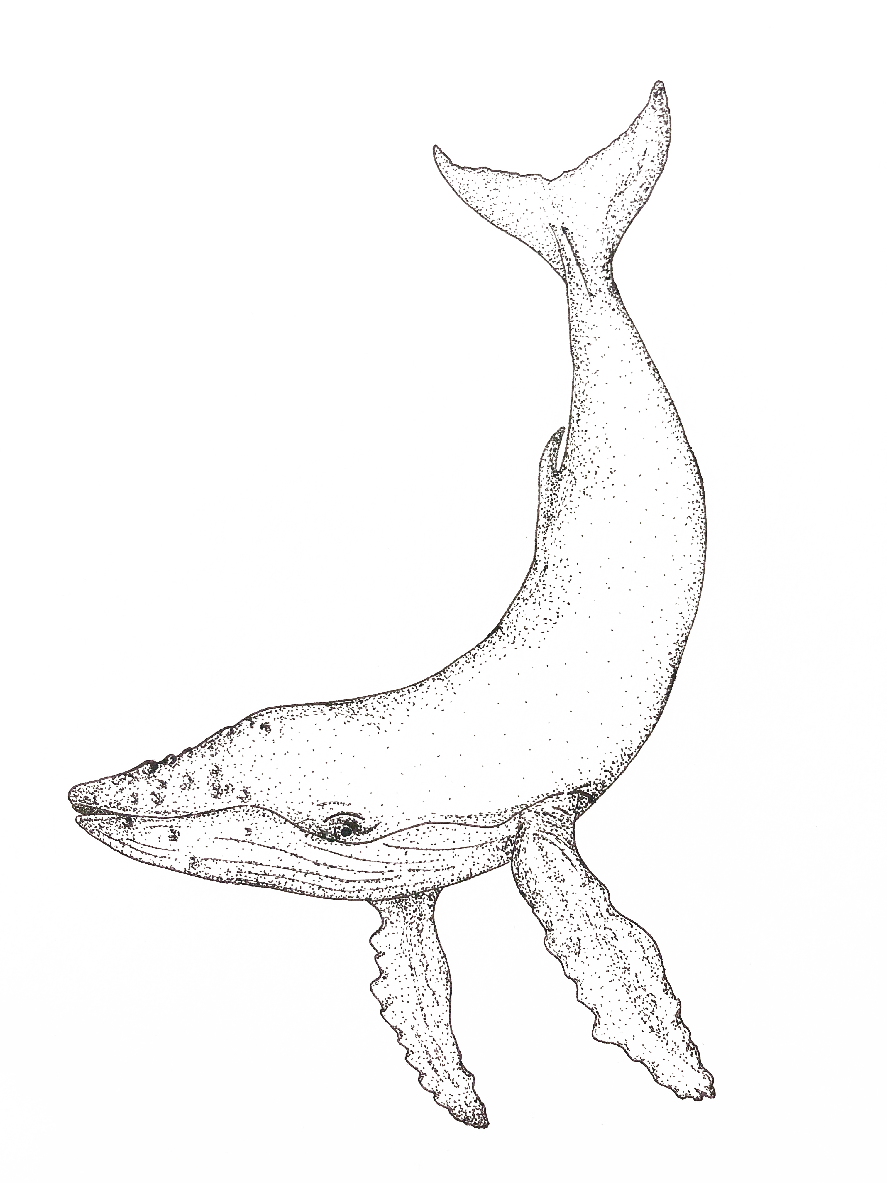 whale drawing pointillism