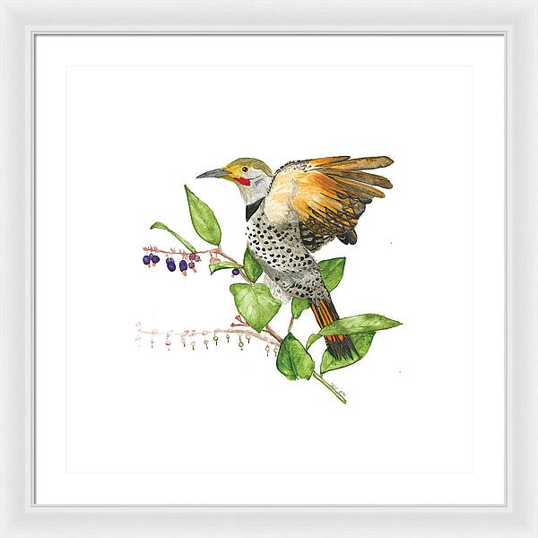 Flicker On Salal - Framed Print