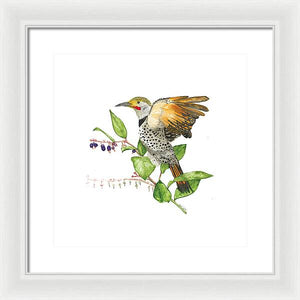 Flicker On Salal - Framed Print