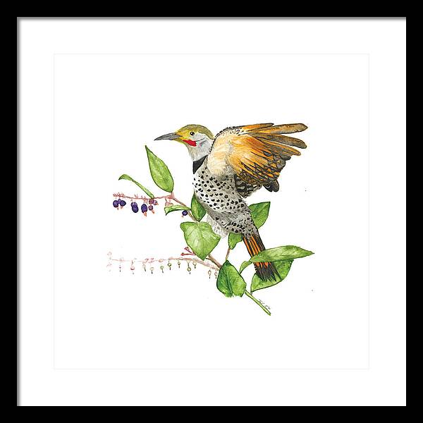 Flicker On Salal - Framed Print