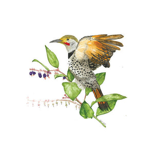 Flicker On Salal - Art Print