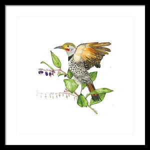 Flicker On Salal - Framed Print