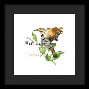 Flicker On Salal - Framed Print