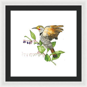 Flicker On Salal - Framed Print