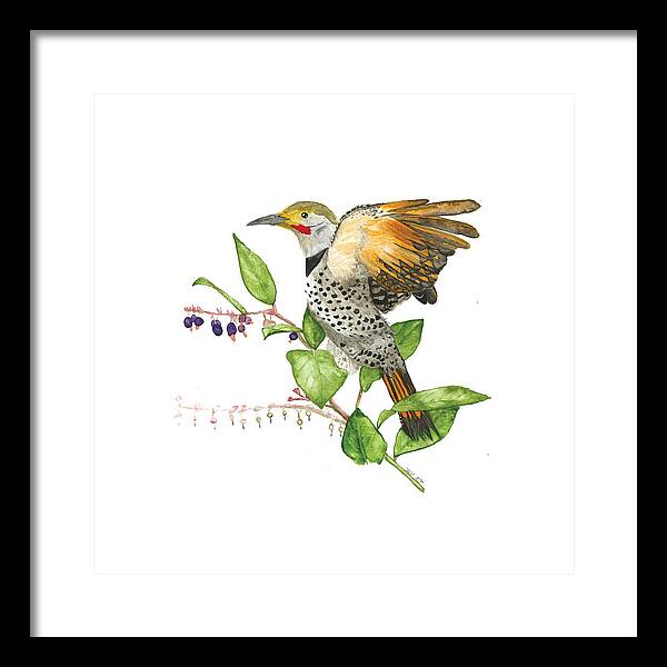 Flicker On Salal - Framed Print