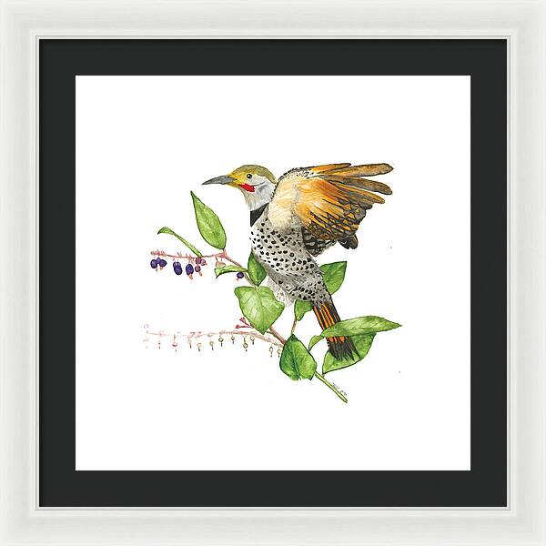 Flicker On Salal - Framed Print