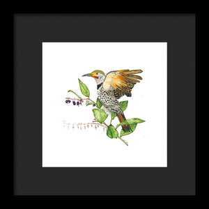 Flicker On Salal - Framed Print