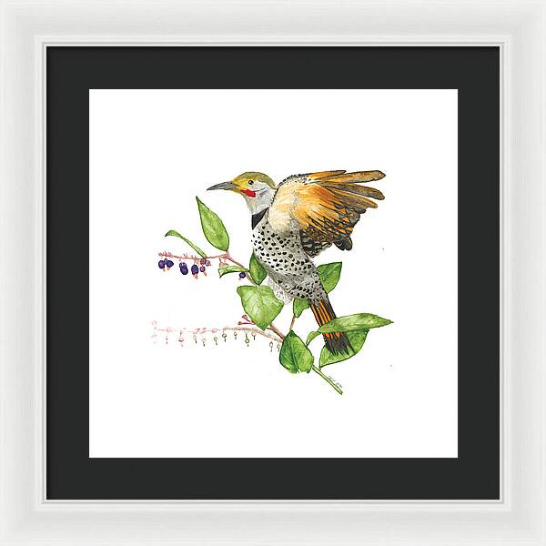 Flicker On Salal - Framed Print