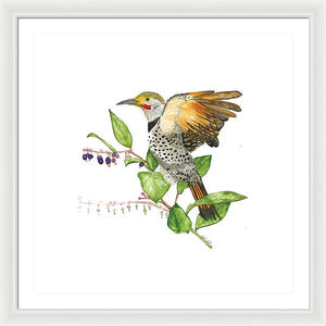 Flicker On Salal - Framed Print