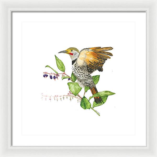 Flicker On Salal - Framed Print