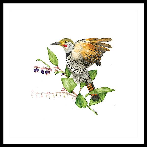 Flicker On Salal - Framed Print