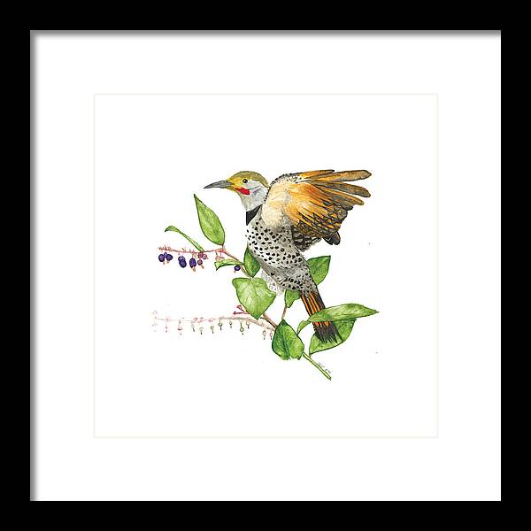 Flicker On Salal - Framed Print