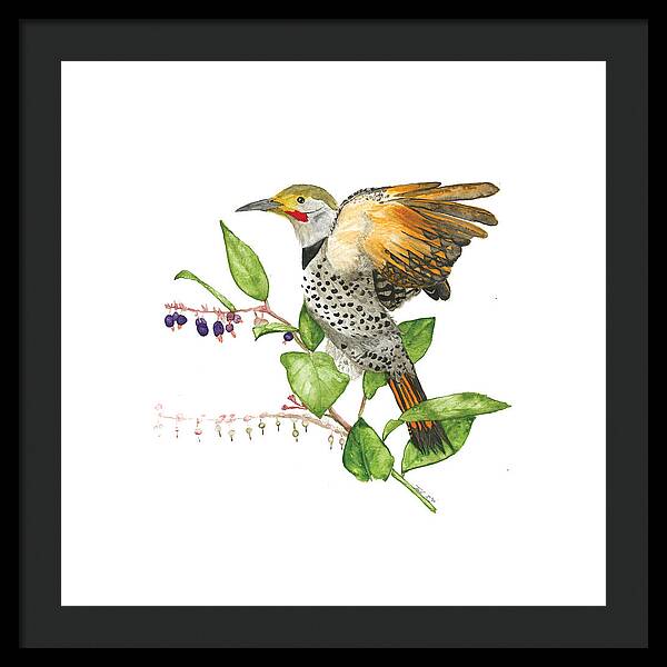 Flicker On Salal - Framed Print