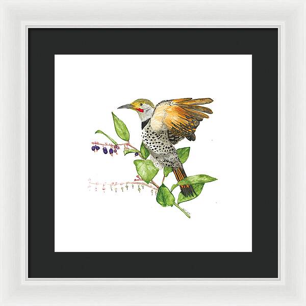 Flicker On Salal - Framed Print