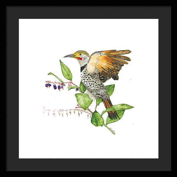 Flicker On Salal - Framed Print