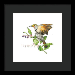 Flicker On Salal - Framed Print