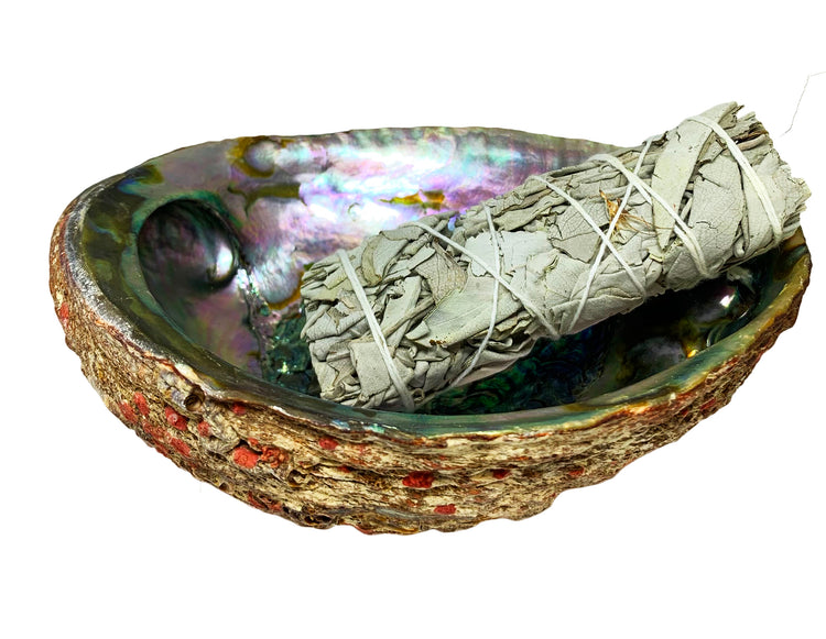 abalone shell